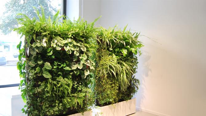 Phytodesign in the apartment.  Phytodesign in the interior.  Ideas, tips and photos.  Features of plants taken into account when choosing plants for composition